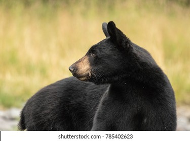 Black Bear Profile Looking Sideways