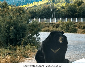 A black bear rests calmly near a forest edge, surrounded by lush greenery and a serene rural landscape, showcasing the beauty and majesty of wildlife in its natural habitat - Powered by Shutterstock