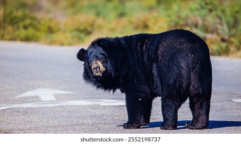 A black bear rests calmly near a forest edge, surrounded by lush greenery and a serene rural landscape, showcasing the beauty and majesty of wildlife in its natural habitat - Powered by Shutterstock