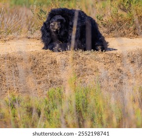 A black bear rests calmly near a forest edge, surrounded by lush greenery and a serene rural landscape, showcasing the beauty and majesty of wildlife in its natural habitat - Powered by Shutterstock