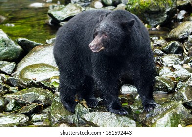 Black Bear In  River,Vancouver Island, Canada