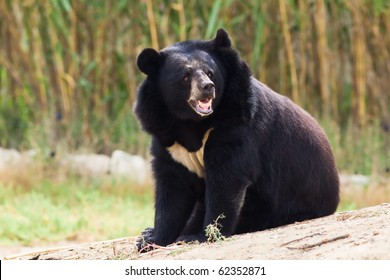 Black Bear Roaring In Nature