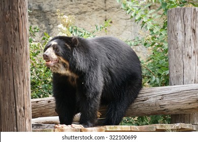 Black Bear At The San Antonio Zoo