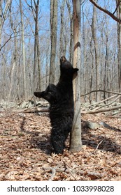 Black Bear Scratching His Back Against A Tree