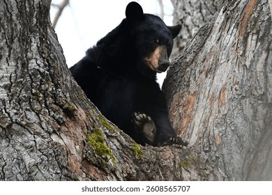 Black Bear Setting in a Tree