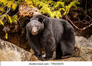 Black Bear Shot In Vancouver Island, Canada