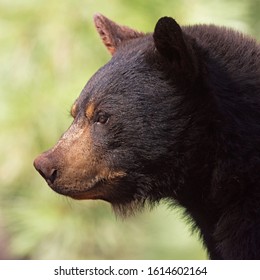 A Black Bear Side View