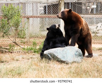 A black bear sits upright with its front paws on a large rock looking at a brown bear stands on its back legs with its front legs on the same rock.