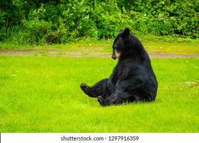 Black Bear Sitting Down