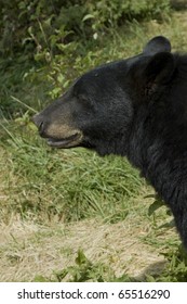 Black Bear sitting down