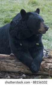 Black Bear Sitting Down