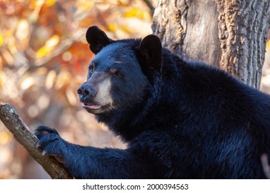 Black bear sitting on a branch in a tree gazing into the distance