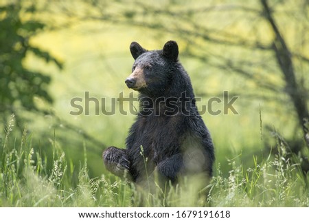 A black bear sitting on the ground surrounded by greenery in a forest with a blurry background