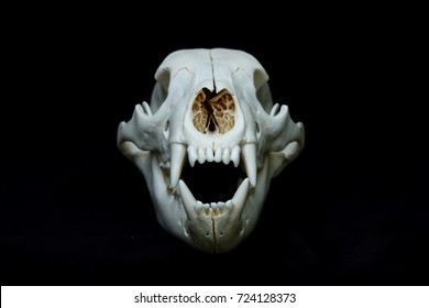 Bear Skull Images, Stock Photos & Vectors | Shutterstock