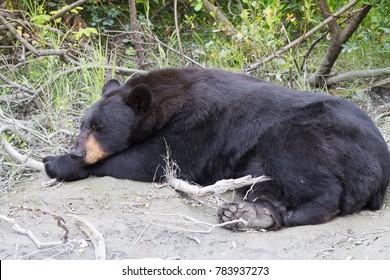 Black Bear Sleeping