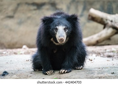 Black bear sloth on the rock