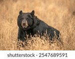 Black bear smiling portrait closeup sitting in golden meadow, Colorado, USA