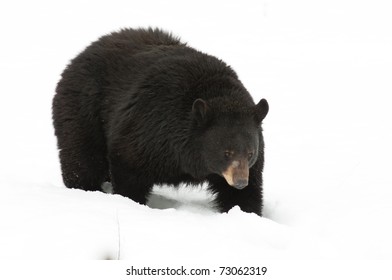 Black Bear In The Snow, Patch Of Fur Missing From Nose