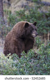 Black Bear Sow In Colorado Springs, Colorado