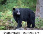 black bear sow in forest