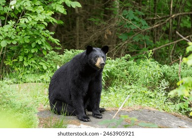 A black bear sow sitting on a large flat rock in a forest clearing - Powered by Shutterstock