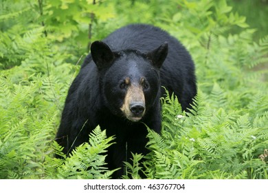 A Black Bear Sow Standing In Long Grass