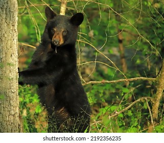 Black Bear Standing Up Against A Tree.