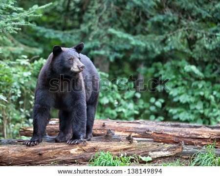 Black bear standing on fallen logs, alert and cautious.  Summer in northern Minnesota