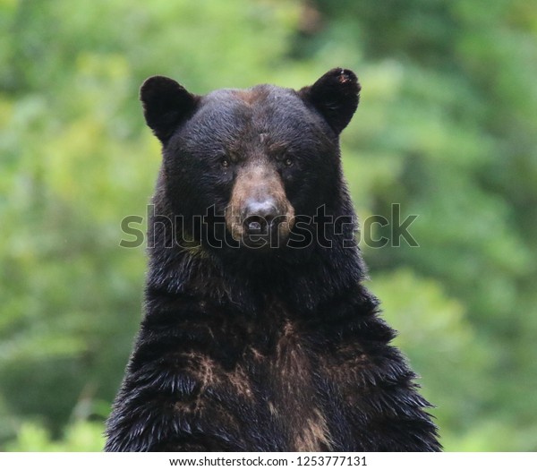 Black Bear Standing Upright Looking Camera Stock Photo 1253777131 ...