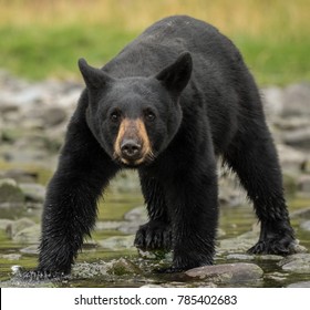 Black Bear Standoff Head Lowered
