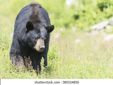 Black bear in the summer