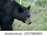 A black bear surveys the scene near Tower in Yellowstone National Park, Wyoming