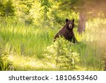 Black Bear taken in Missoula County Montana