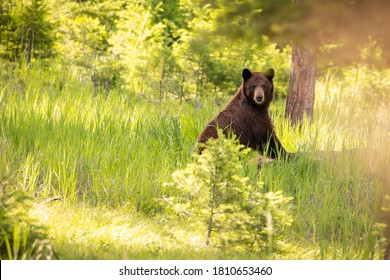 Black Bear taken in Missoula County Montana