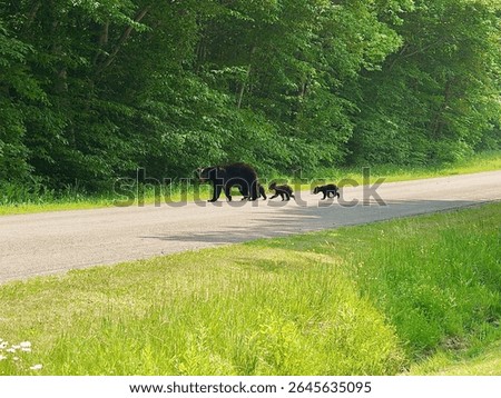 Black Bear with Three Cubs         