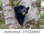 Black Bear in a tree