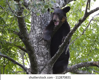 Black Bear in Tree