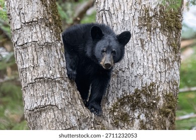 Black Bear in a tree