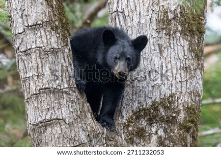 Black Bear in a tree