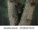 Black bear in a tree in Great Smoky Mountain National Park