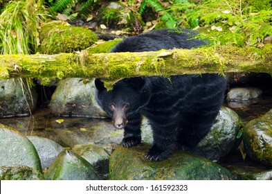 Black Bear Under A Moss Covered Log, Vancouver Island, Canada