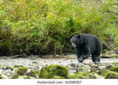 Black Bear (Ursus americans) - Keep Your Eye on the Prize