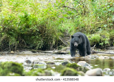 Black Bear (Ursus americans) - Scrutiny