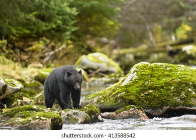 Black Bear (Ursus americans) - Under a Watchful Eye