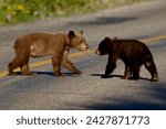 Black bear (ursus americanus) cubs crossing the road, waterton lakes national park, alberta, canada, north america