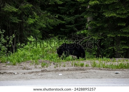 Black bear (Ursus americanus) in Glacier National Park in Canada Stock photo © 