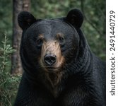 The black bear (Ursus americanus) is a medium-sized bear species native to North America. It is known for its relatively smaller size compared to other bear species, with adults typically weighing bet