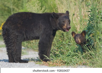 Black bear (Ursus americanus) mother standing in the road with young cub peeking out from the bushes. Alligator River National Wildlife Refuge, North Carolina, USA.
