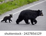 Black bear (ursus americanus) sow and cub-of-the-year crossing the road, yellowstone national park, wyoming, united states of america, north america