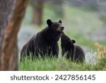 Black bear (ursus americanus), sow and yearling cub, yellowstone national park, wyoming, united states of america, north america